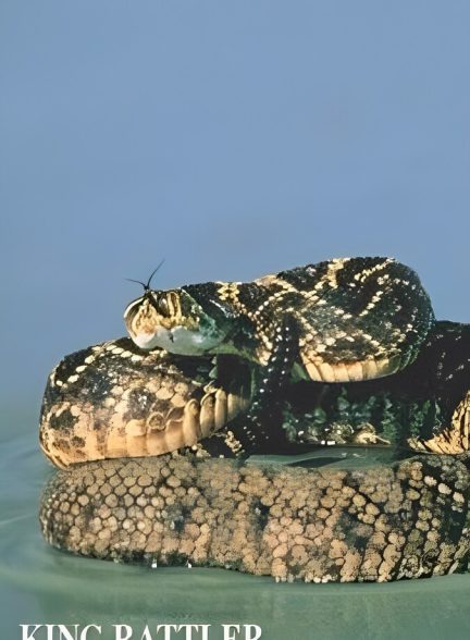 شاه مار زنگی